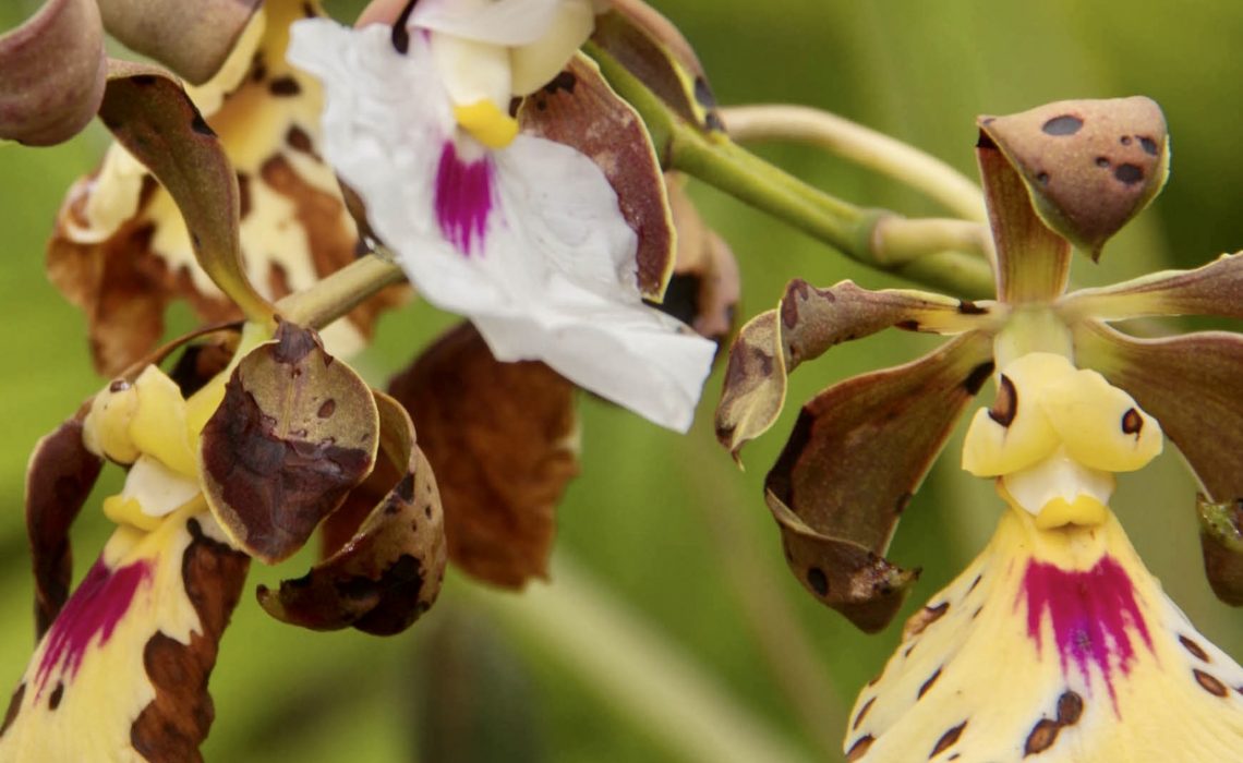 Henrique Graff y el Campamento Canaima Conciben un Oasis de Colores Escondido Entre Tepuyes