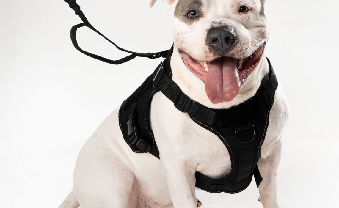 Vidapets impulsa paseos más seguros y con estilo a través de sus pecheras para mascotas