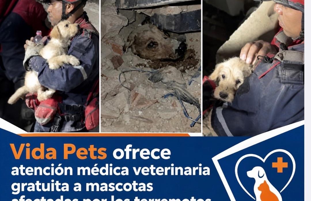 VidaPets ofrece atención veterinaria gratuita a perros y mascotas afectadas tras el terremoto en Venezuela