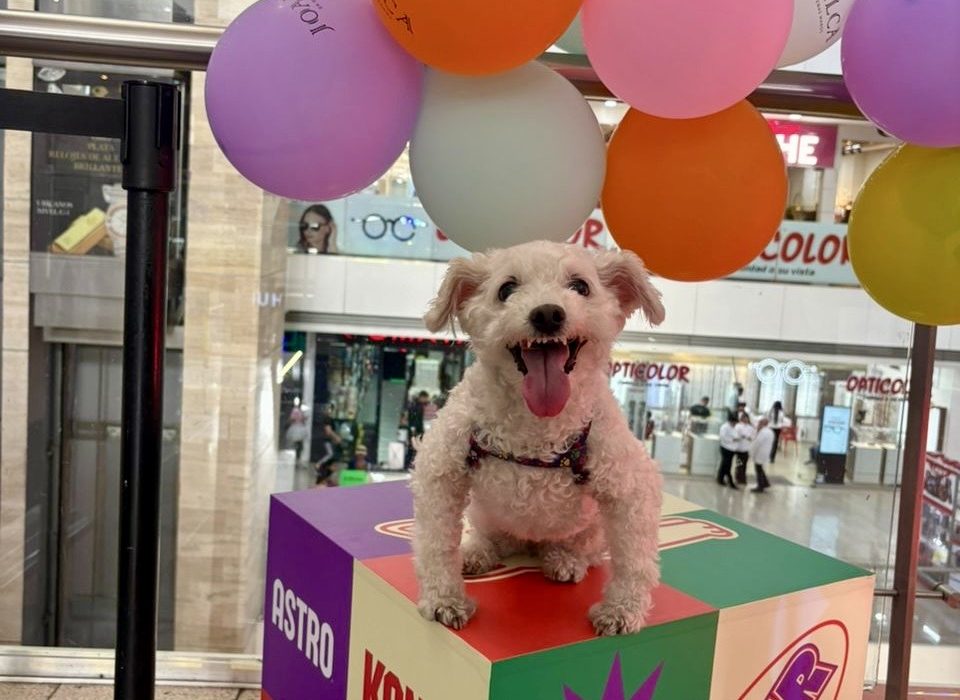 Festipatitas celebra su segunda edición en Maracay con una experiencia integral para mascotas y sus familias